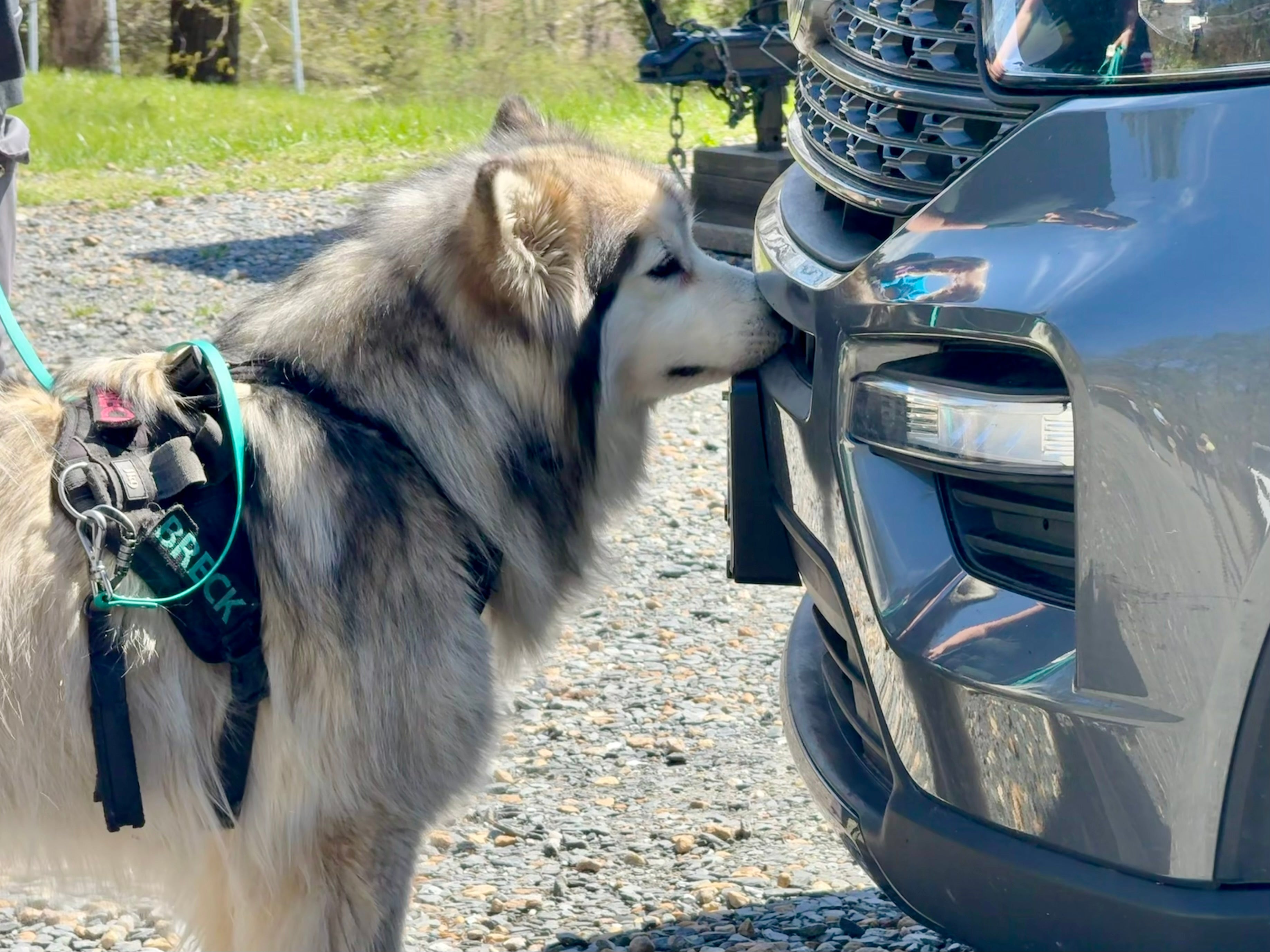 When a Dog Says No: How One Malamute Inspired Our Best Scent Gear